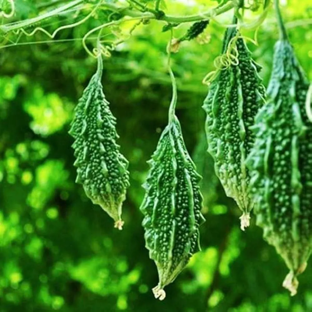 Bitter Gourd fresh from KP Exporters partner farms