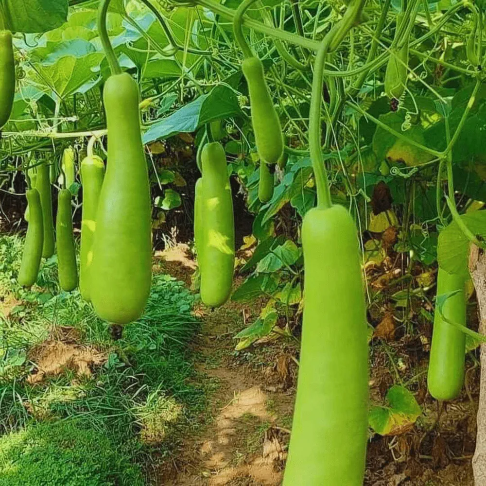 Bottle Gourd fresh from KP Exporters partner farms