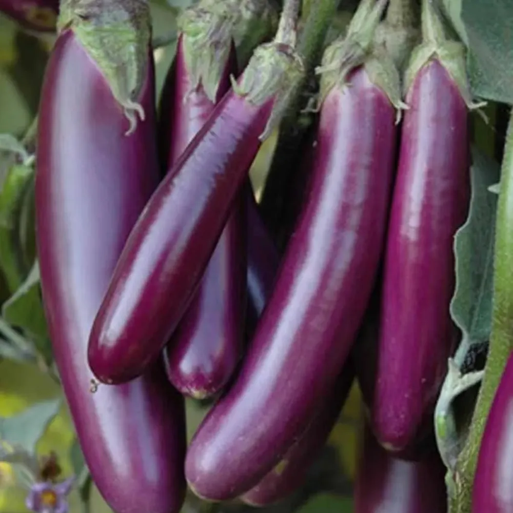 Brinjal (Eggplant) fresh from KP Exporters partner farms