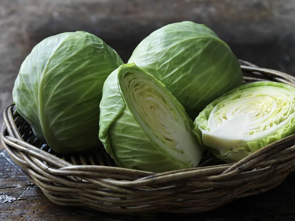 Cabbage fresh from KP Exporters partner farms