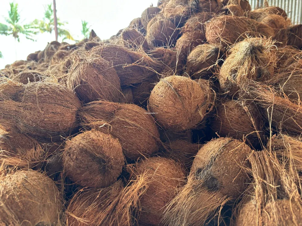 Coconut fresh from KP Exporters partner farms