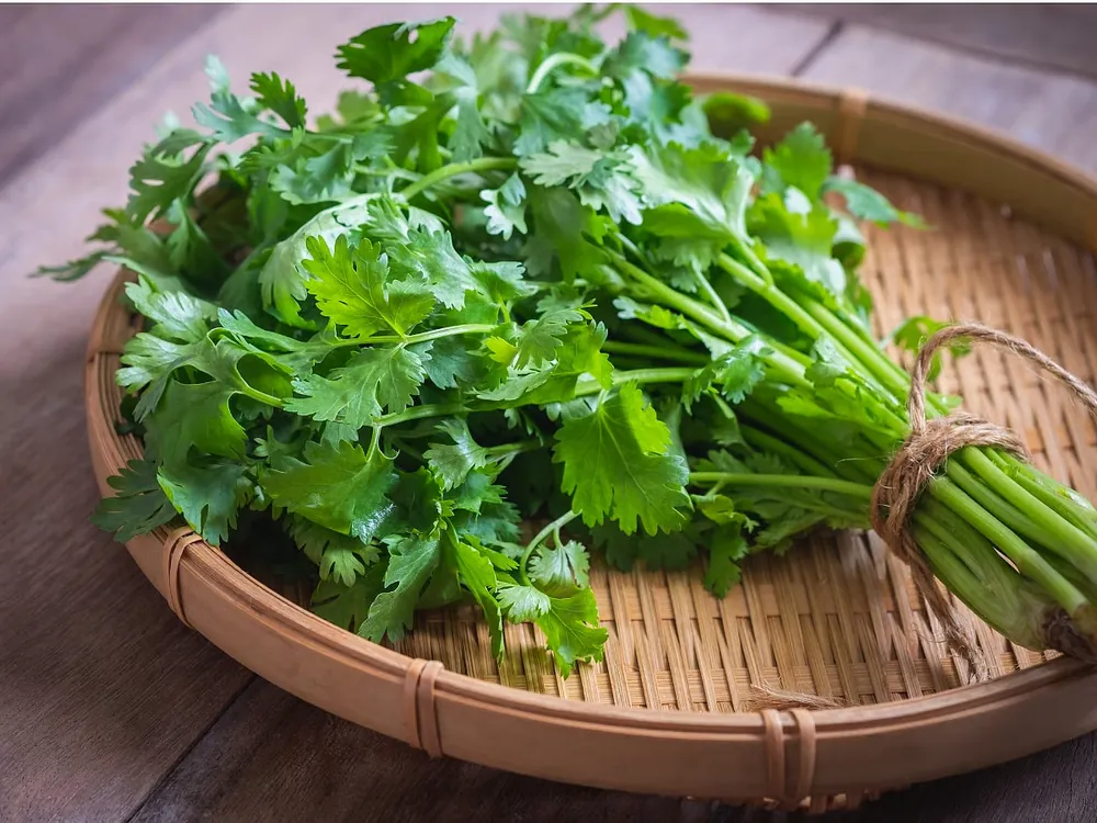 Coriander Leaves fresh from KP Exporters partner farms