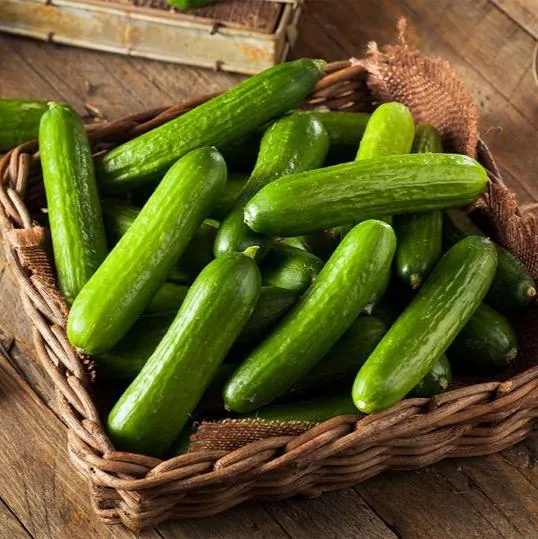 Cucumber fresh from KP Exporters partner farms