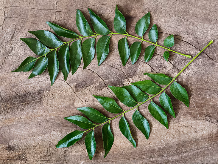 Curry Leaves fresh from KP Exporters partner farms