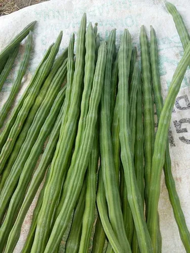 Drumstick (Moringa) fresh from KP Exporters partner farms