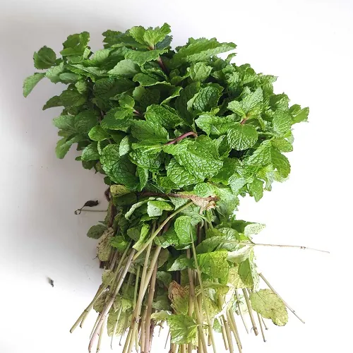 Mint Leaves fresh from KP Exporters partner farms
