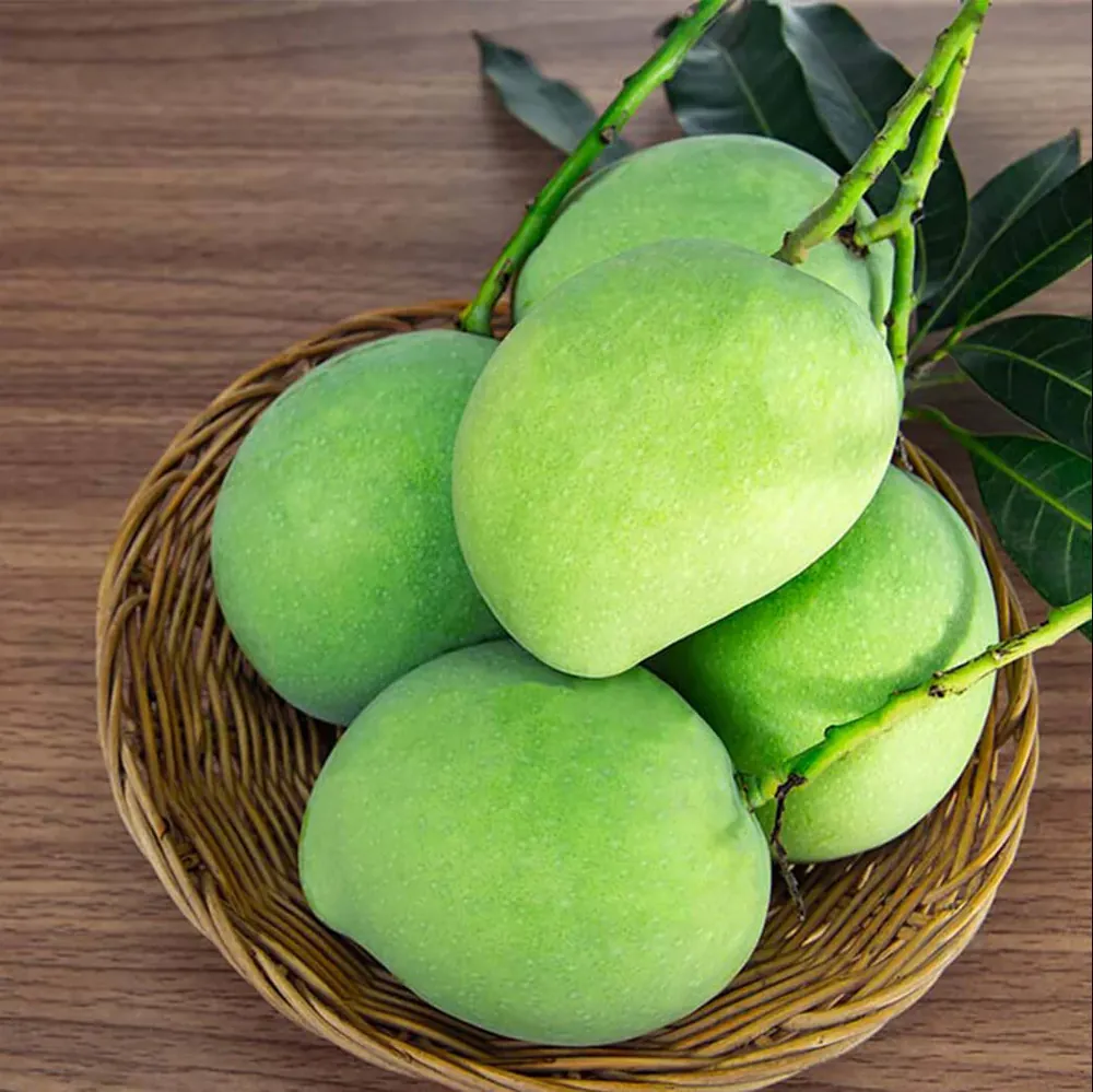 Raw Mango fresh from KP Exporters partner farms