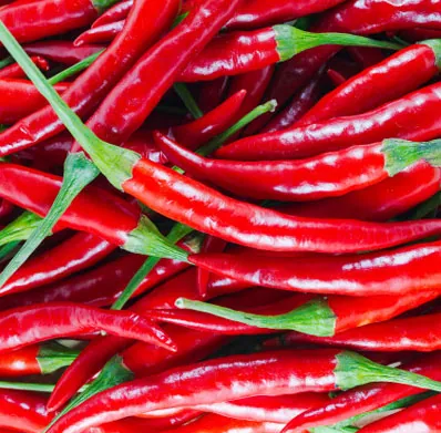 Red Chilli fresh from KP Exporters partner farms