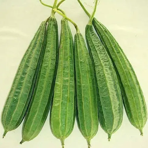 Ridge Gourd fresh from KP Exporters partner farms