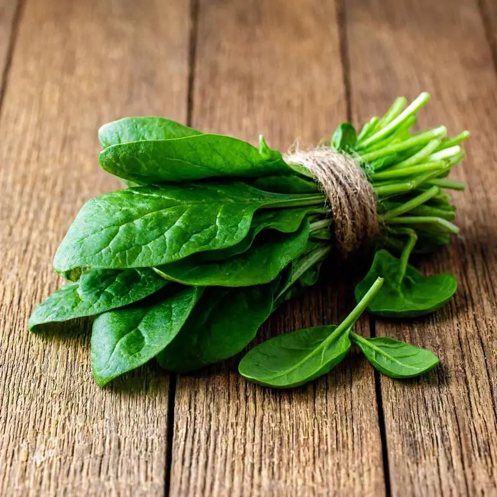 Spinach fresh from KP Exporters partner farms