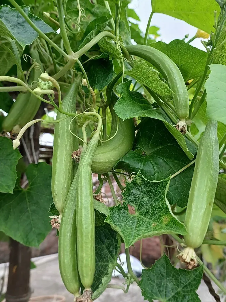 Sponge Gourd fresh from KP Exporters partner farms